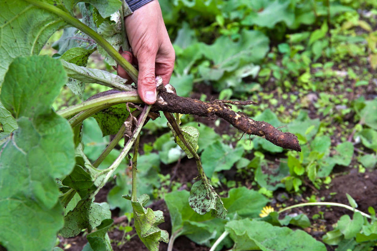 Look for burdock so you can harvest the root during winter walks.
