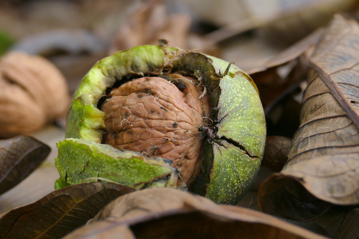 Introducing Our NEW Foraging Class! | Herbal Academy | To make the most of sweet summertime, we’ve got just the challenge to keep you engaged and exploring all season long: a foraging class!