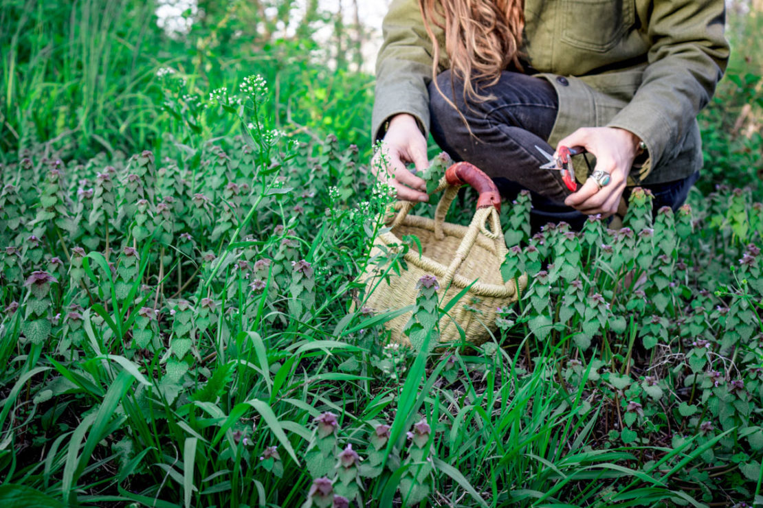 Purple Dead Nettle: Nutrition and Recipes | Herbal Academy | If you enjoy foraging, then purple dead nettle (Lamium purpureum) is a wonderful plant to become acquainted with through these two simple recipes.