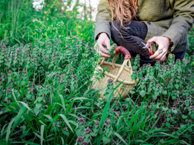 Purple Dead Nettle: Nutrition and Recipes | Herbal Academy | If you enjoy foraging, then purple dead nettle (Lamium purpureum) is a wonderful plant to become acquainted with through these two simple recipes.