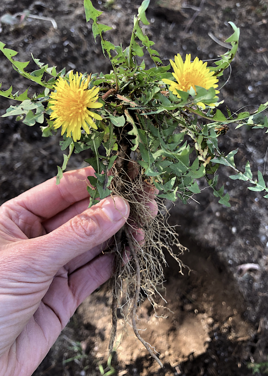 hand holding dandelion