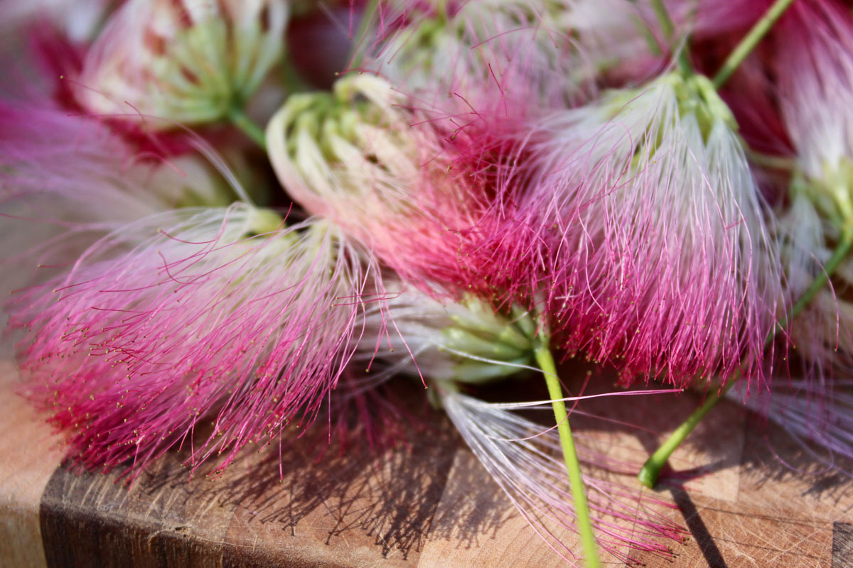 Introducing Our NEW Foraging Class! | Herbal Academy | To make the most of sweet summertime, we’ve got just the challenge to keep you engaged and exploring all season long: a foraging class!