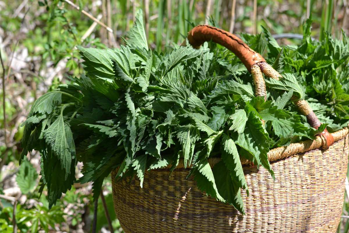 7 Reasons to Forage Wild Food and Herbs | The Herbal Academy | Foraging is a way to re-learn that nature provides an abundance of wild food and herbs that can be consumed for sustenance or wellness—or both! 
