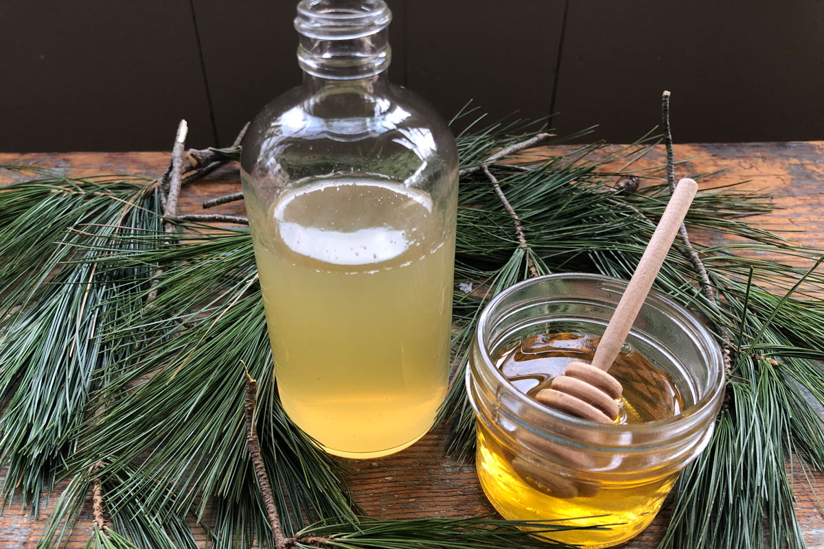 Winter Foraging with White Pine — Solidago School of Herbalism