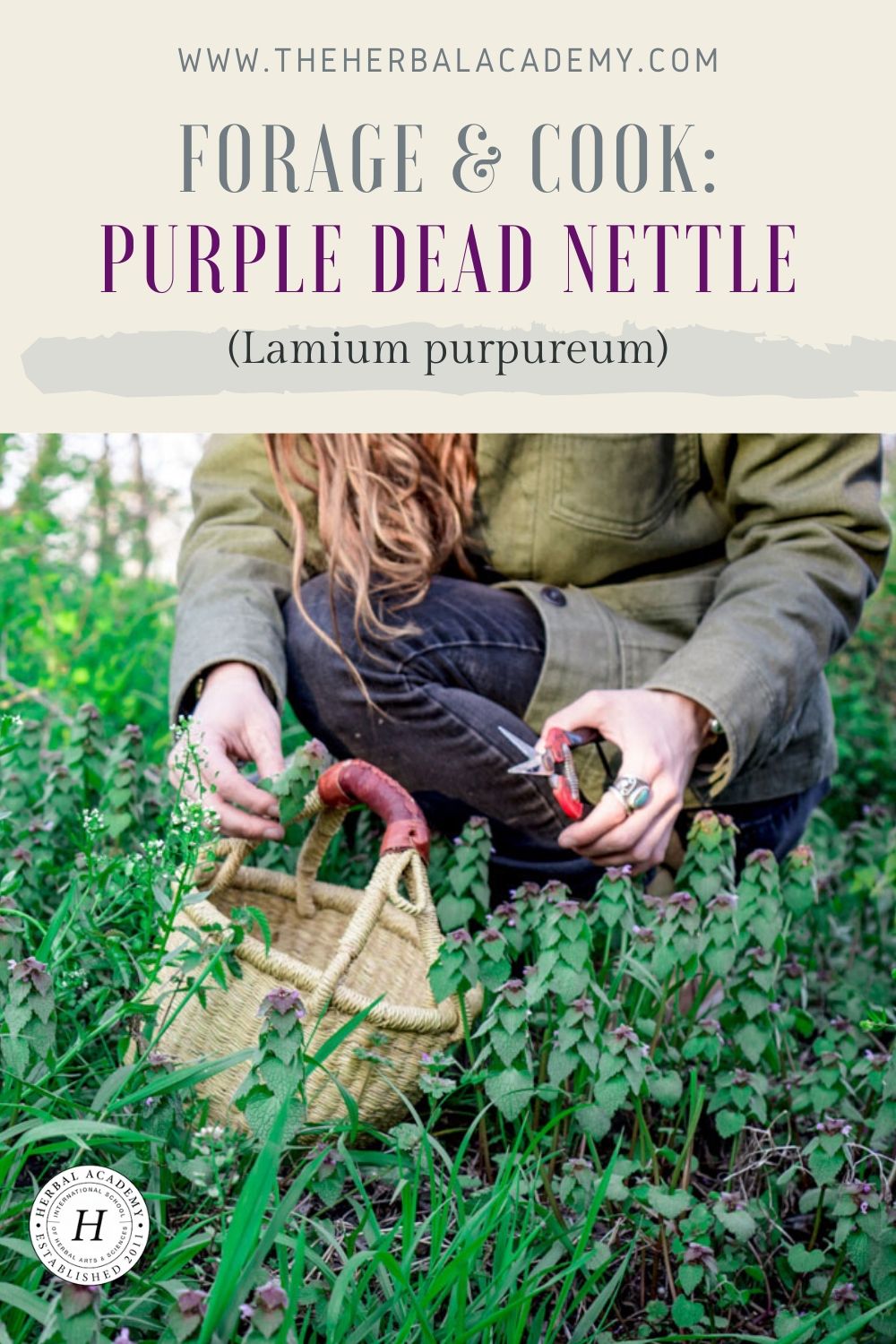 Purple Dead Nettle: Nutrition and Recipes | Herbal Academy | If you enjoy foraging, then purple dead nettle (Lamium purpureum) is a wonderful plant to become acquainted with through these two simple recipes.