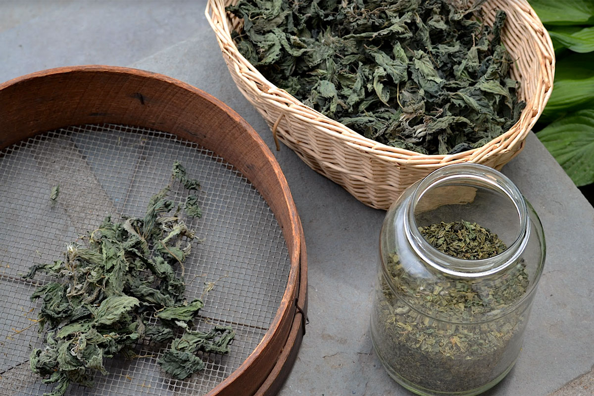 7 Reasons to Forage Wild Food and Herbs | The Herbal Academy | Foraging is a way to re-learn that nature provides an abundance of wild food and herbs that can be consumed for sustenance or wellness—or both! 