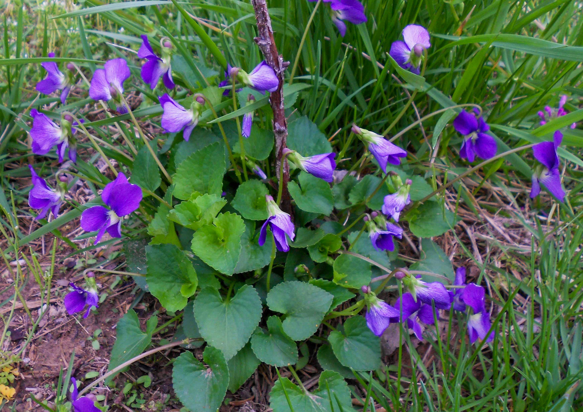 wild violets