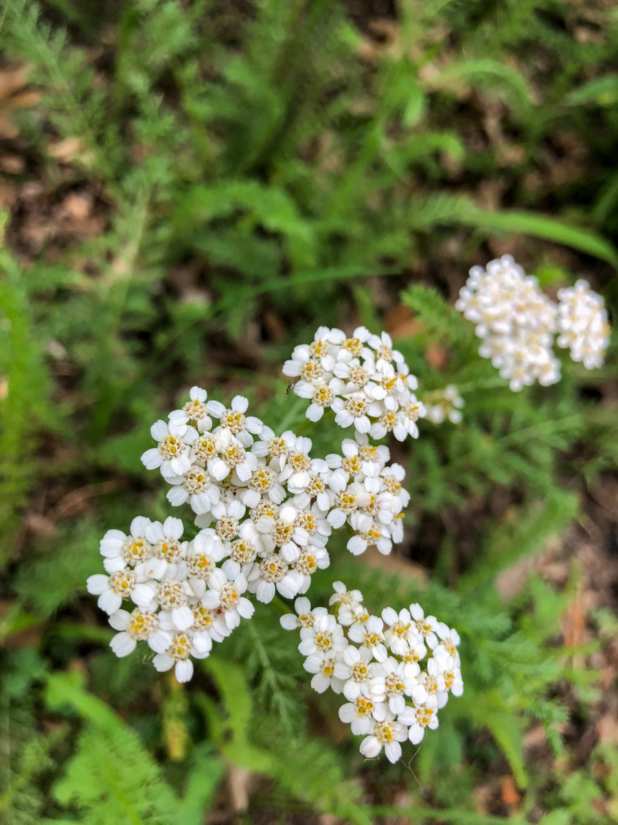 yarrow growing outside