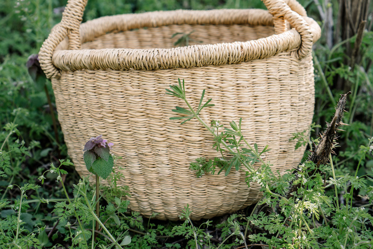 The Foraging Course by Herbal Academy - foraging
