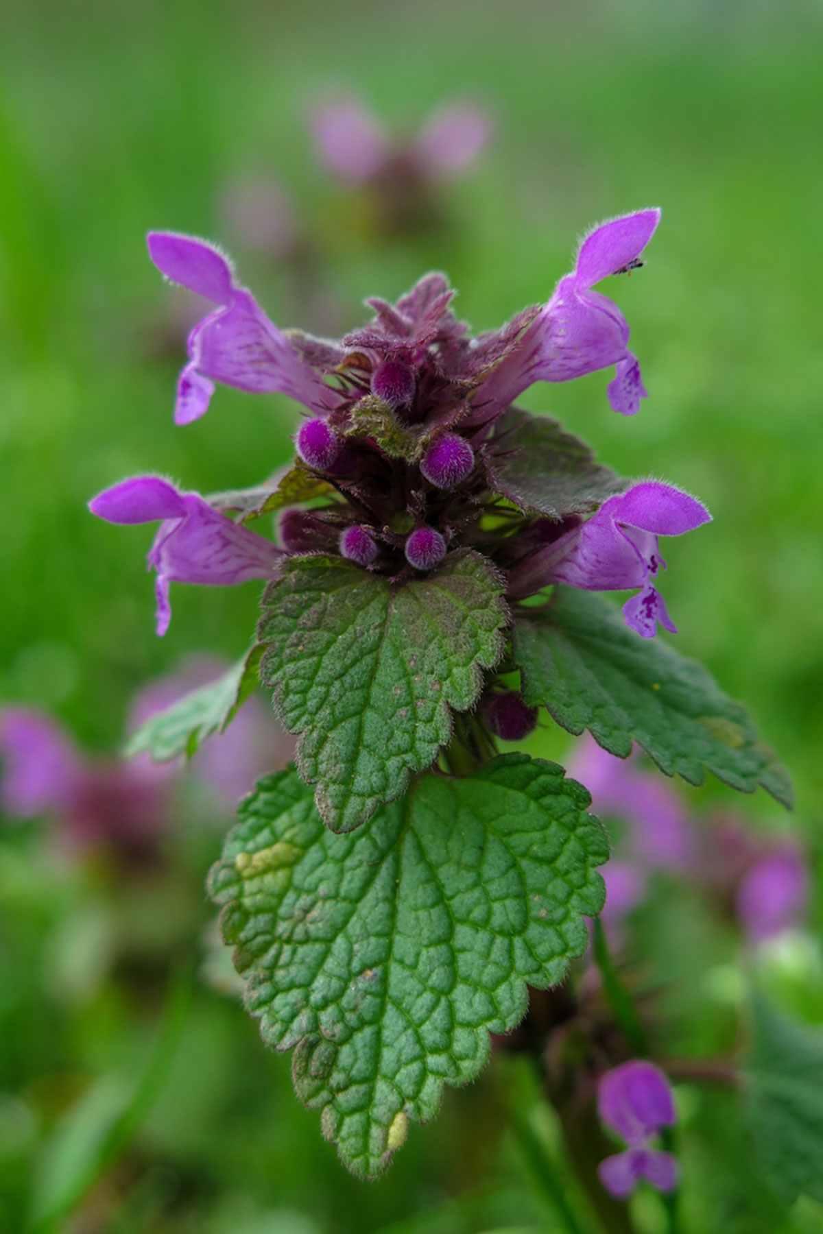 purple dead nettle: nutrition and recipes – herbal academy