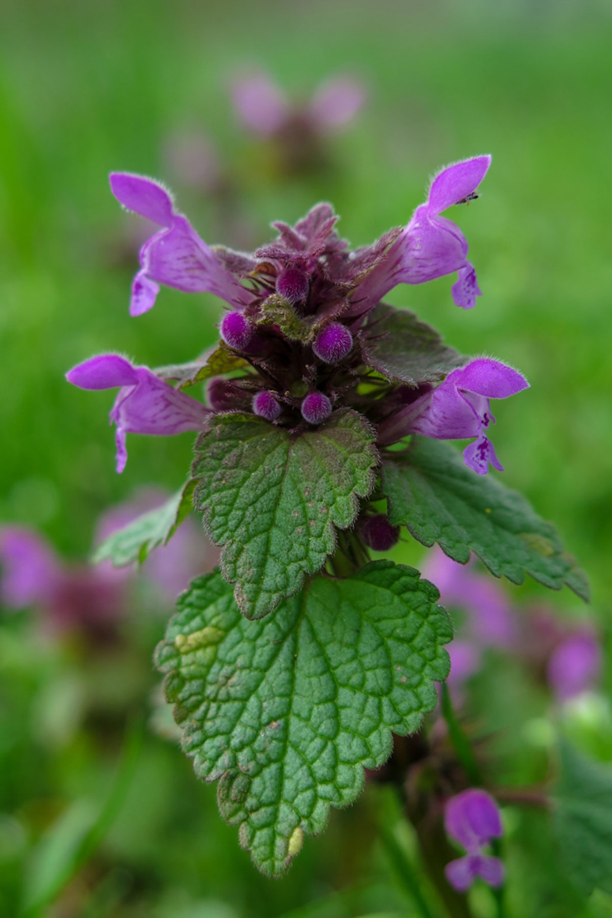 stinging nettle flower purple