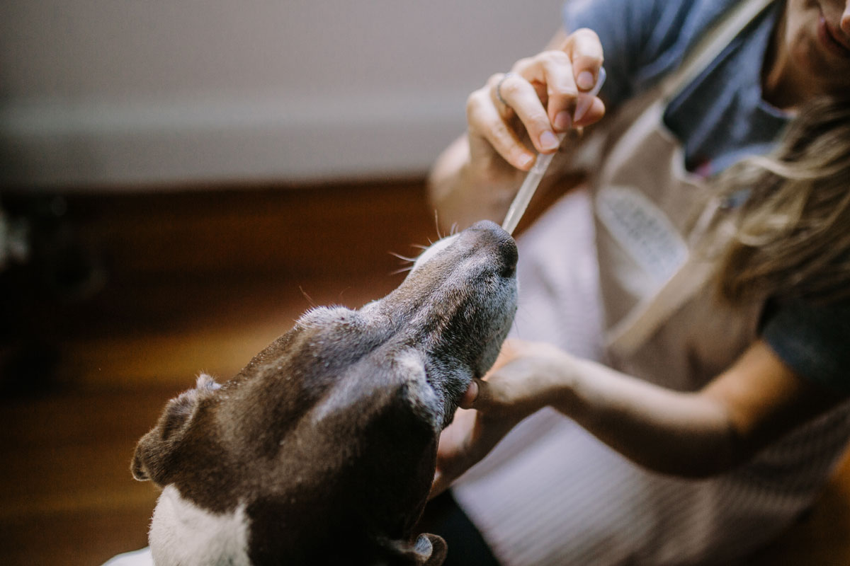 Calming Canine Herbs for Your Four-Legged Friends | The Herbal Academy | Calming canine herbs like chamomile, catnip, skullcap, and valerian can help soothe and nourish your pet’s nervous system.