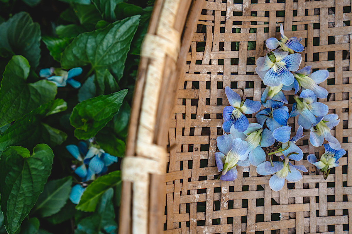 Introducing Our NEW Foraging Class! | Herbal Academy | To make the most of sweet summertime, we’ve got just the challenge to keep you engaged and exploring all season long: a foraging class!