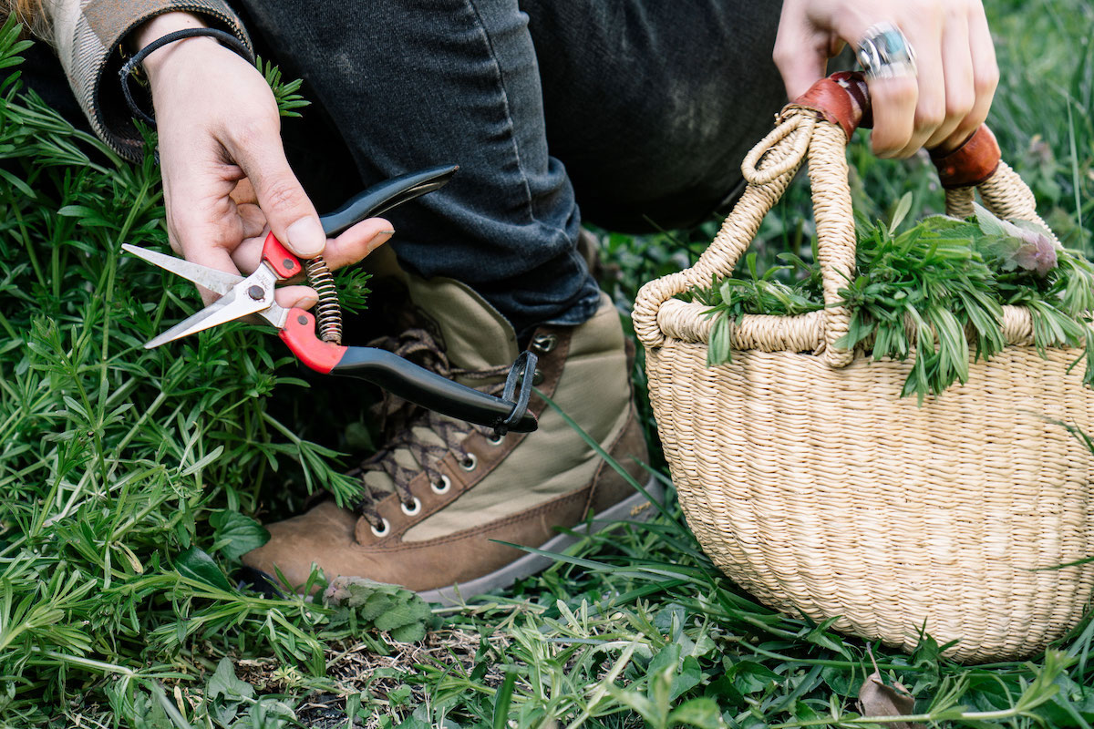 Introducing Our NEW Foraging Class! Herbal Academy