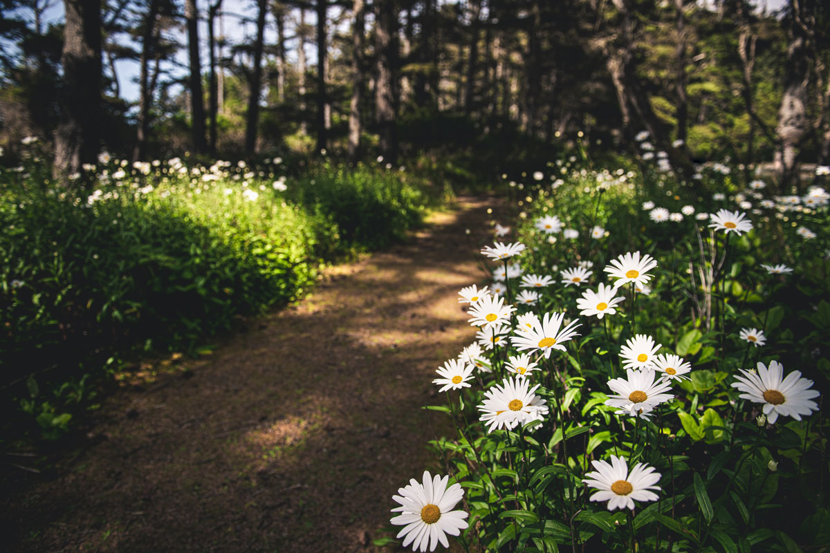 Herbal Allergy Support Using Ayurvedic Herbs | Herbal Academy | Allergies can manifest in many ways. Learn about ayurvedic herbal allergy support to take steps toward greater balance and optimum wellness. 