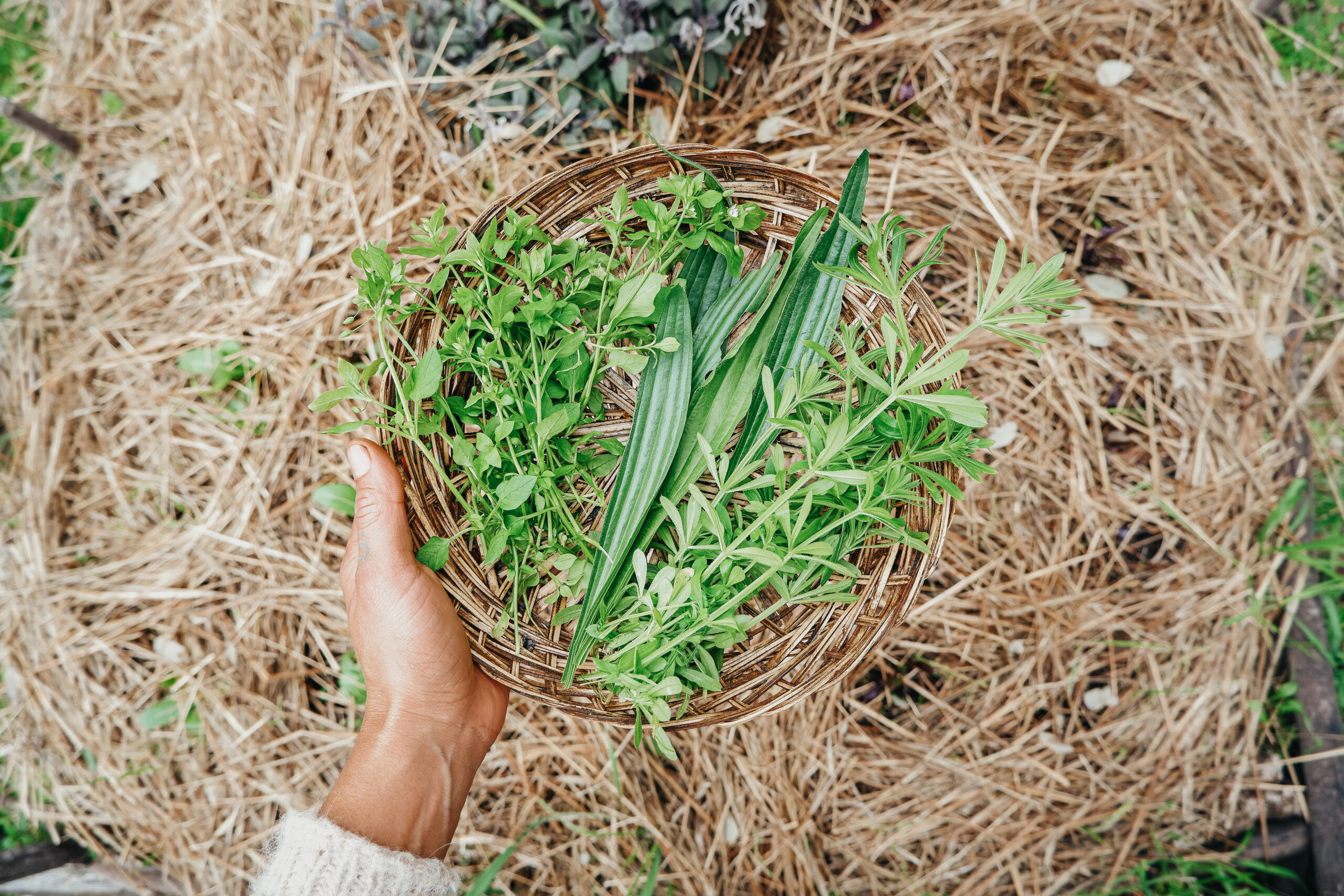 Herbal Academy's The Foraging Course – Learn how to dry wild foraged plants