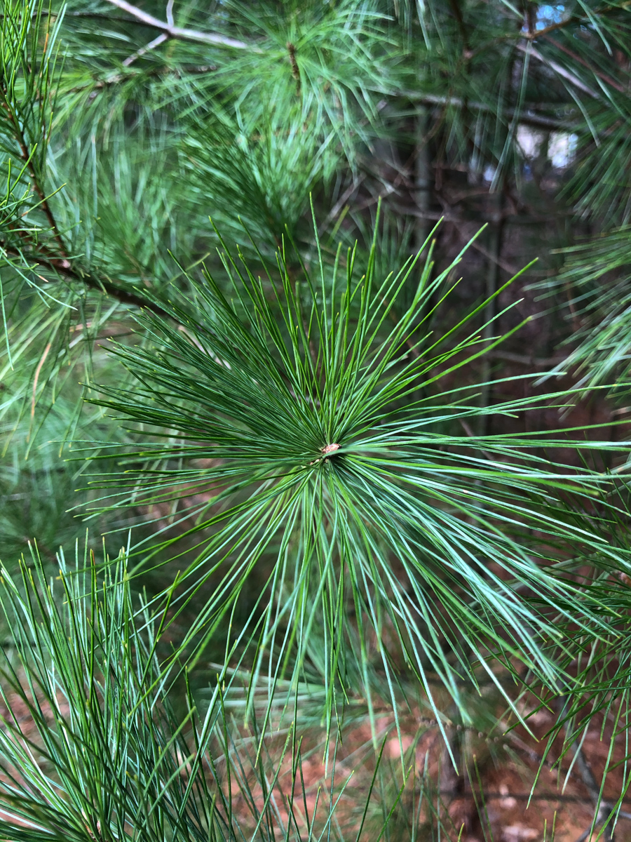 close up of pine needles