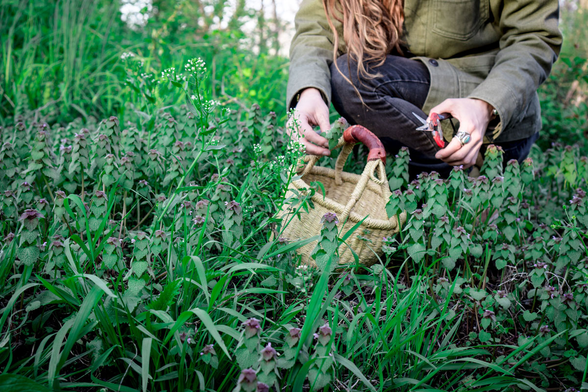 Introducing Our NEW Foraging Class! | Herbal Academy | To make the most of sweet summertime, we’ve got just the challenge to keep you engaged and exploring all season long: a foraging class!