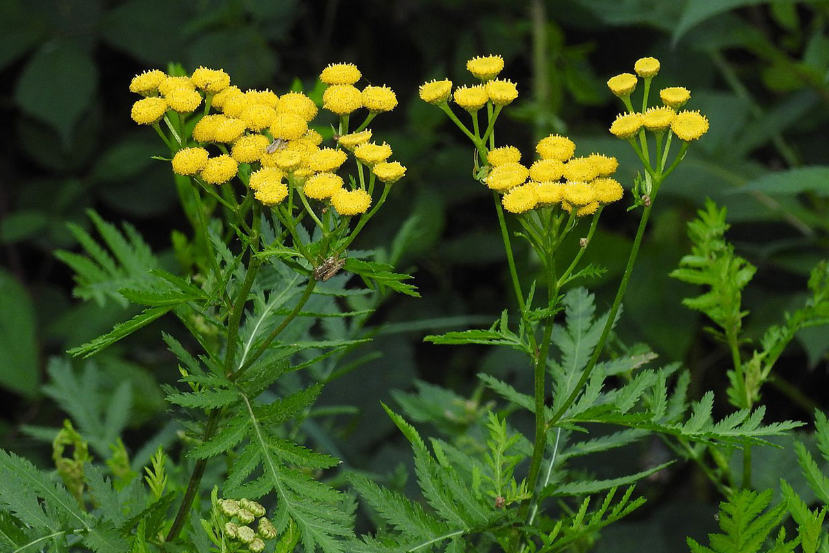 DIY Natural Citronella Candles | Herbal Academy | Learn how to make citronella candles from beeswax, essential oils, and dried herbs to repel mosquitoes, flies, and other insects.