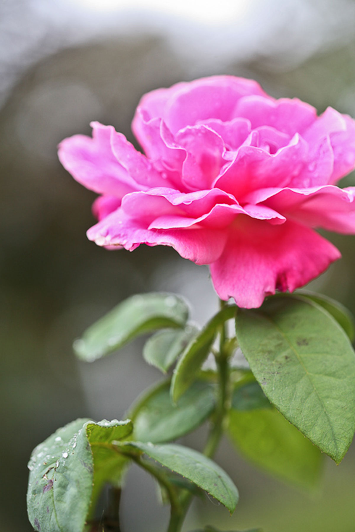 New eBook! Cooling Herbs for Hot Summer Days | Herbal Academy | Herbal Academy's free ebook features plant monographs and simple recipes for seven of the most widely available, cooling herbs of summer.