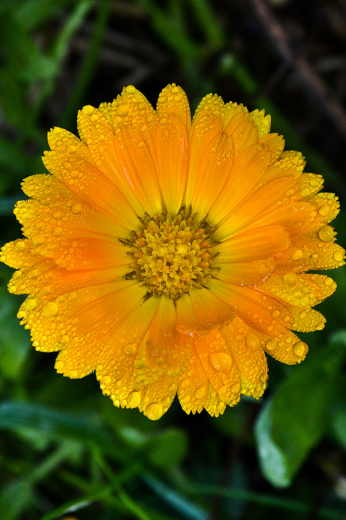 calendula