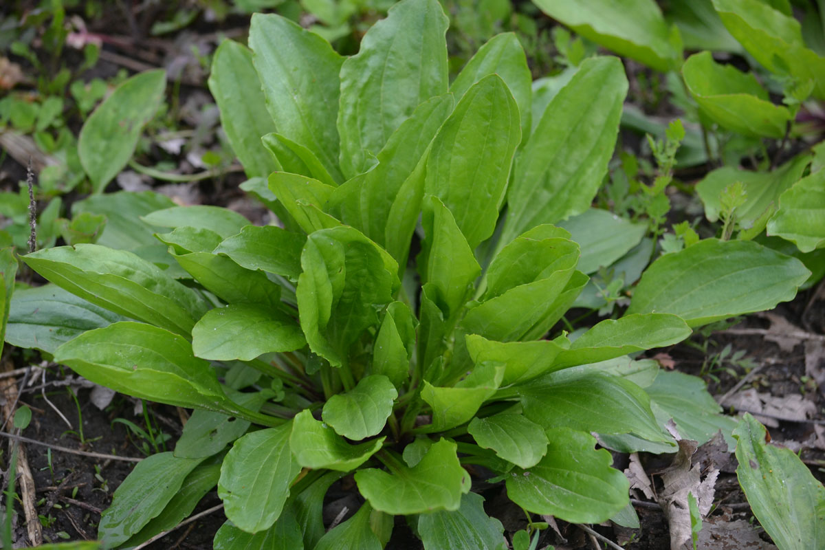 plantain herb seeds