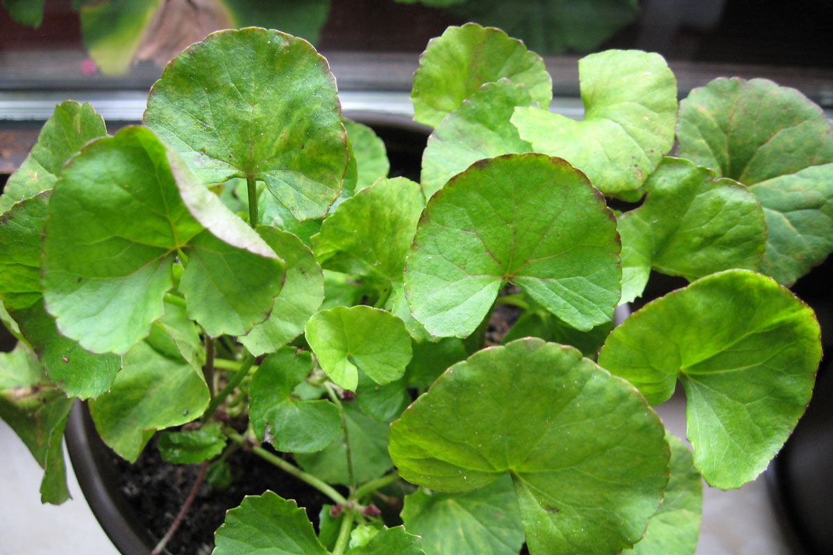 gotu kola growing in a pot