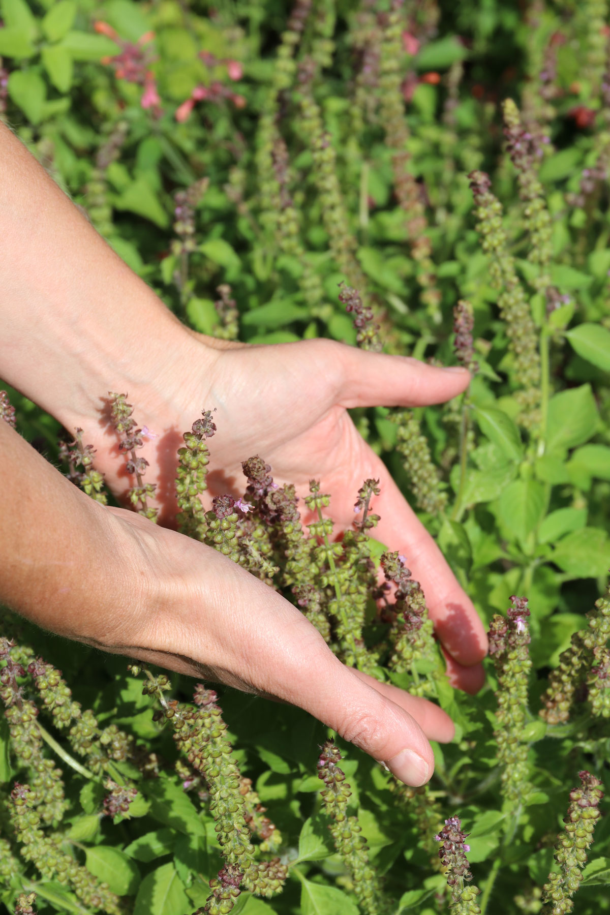 How to Use Herbs to Rebuild from Burnout | Herbal Academy | Learn how to take an Ayurvedic approach to recognizing burnout and even more importantly, ways in which you can call upon herbs to rebuild from burnout. 