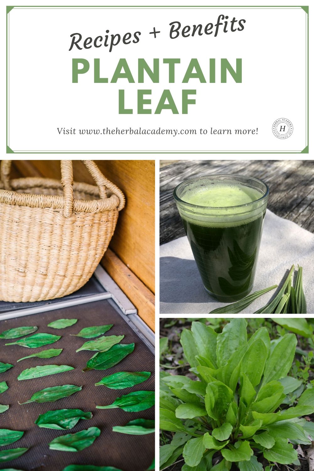 Plantain Leaf Benefits and Recipes | Herbal Academy | Learn the many benefits of plantain leaf (Plantago spp.) and how to use it in two simple recipes, a juice and a face mask.
