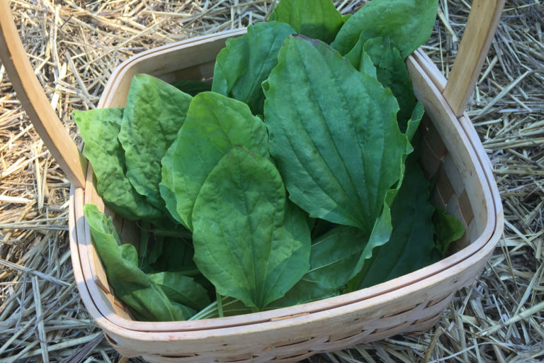 Plantain Leaf Benefits and Recipes Herbal Academy