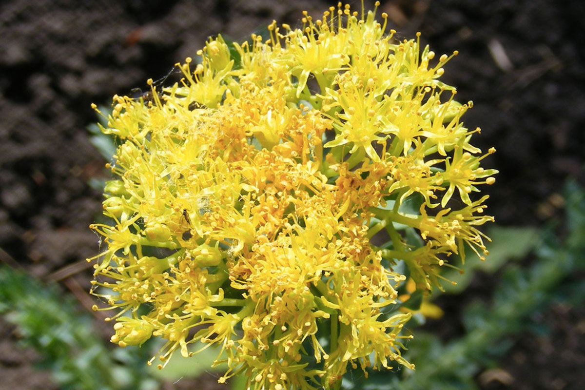 rhodiola close up