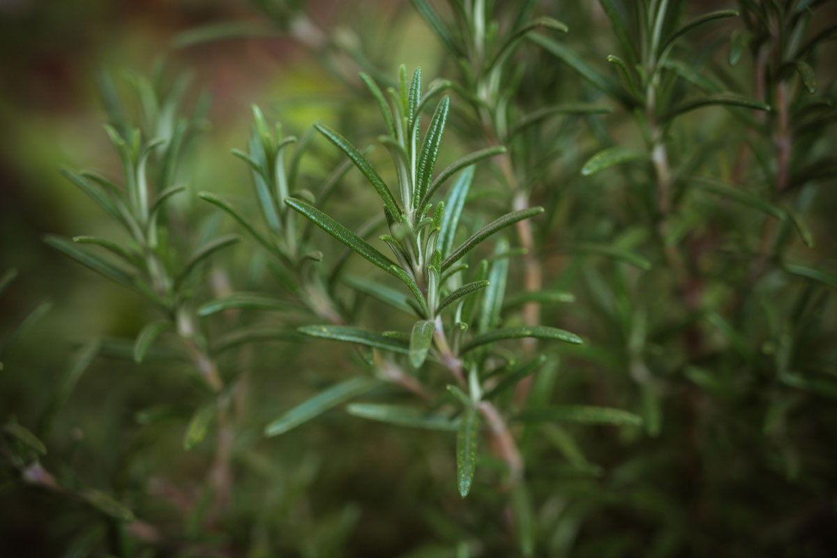 DIY Natural Citronella Candles | Herbal Academy | Learn how to make citronella candles from beeswax, essential oils, and dried herbs to repel mosquitoes, flies, and other insects.