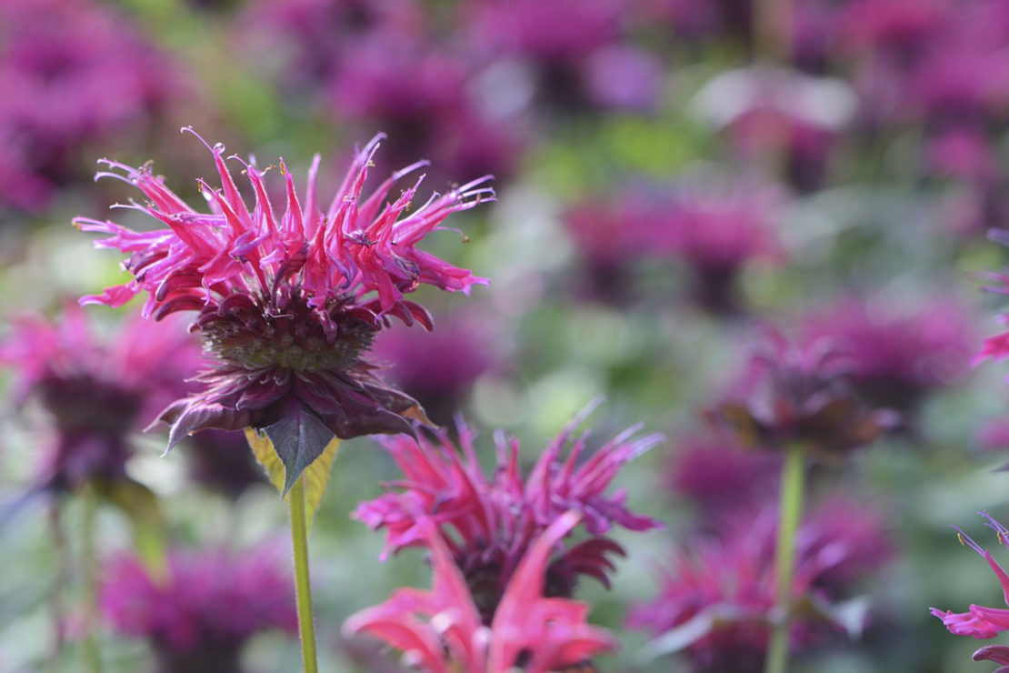 New eBook! Cooling Herbs for Hot Summer Days | Herbal Academy | Herbal Academy's free ebook features plant monographs and simple recipes for seven of the most widely available, cooling herbs of summer.