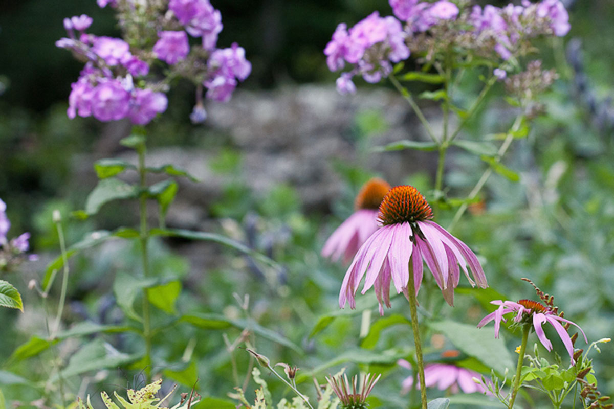 How and Where to Buy Herbs in Times of Upheaval | Herbal Academy | At the beginning of this current global pandemic, we collectively found ourselves wondering where to buy herbs during times of scarcity.