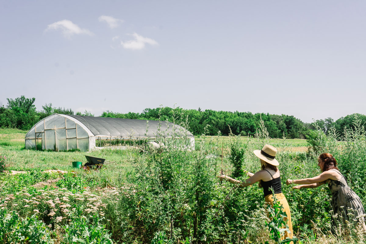 How and Where to Buy Herbs in Times of Upheaval | Herbal Academy | At the beginning of this current global pandemic, we collectively found ourselves wondering where to buy herbs during times of scarcity.