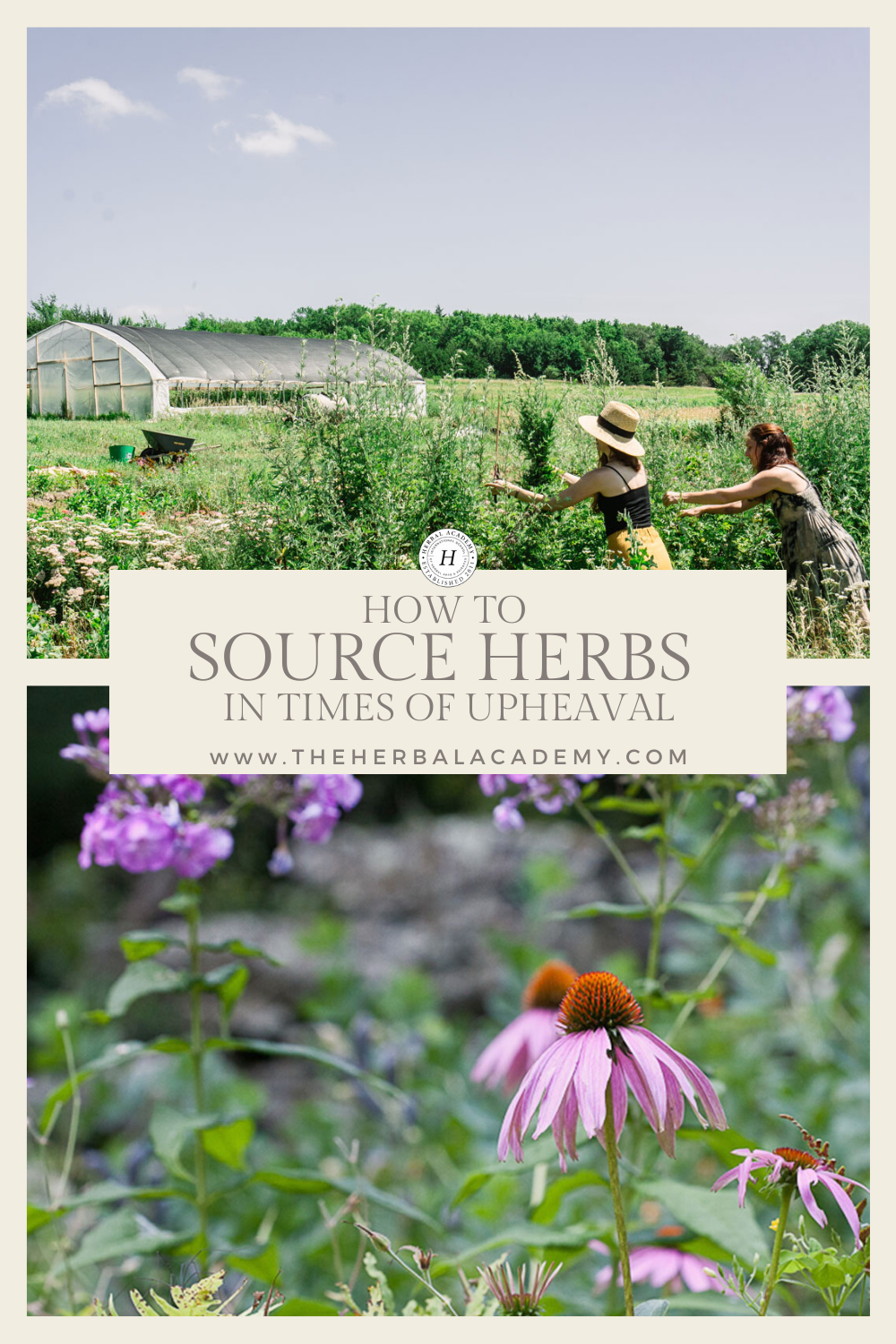 How and Where to Buy Herbs in Times of Upheaval | Herbal Academy | At the beginning of this current global pandemic, we collectively found ourselves wondering where to buy herbs during times of scarcity.