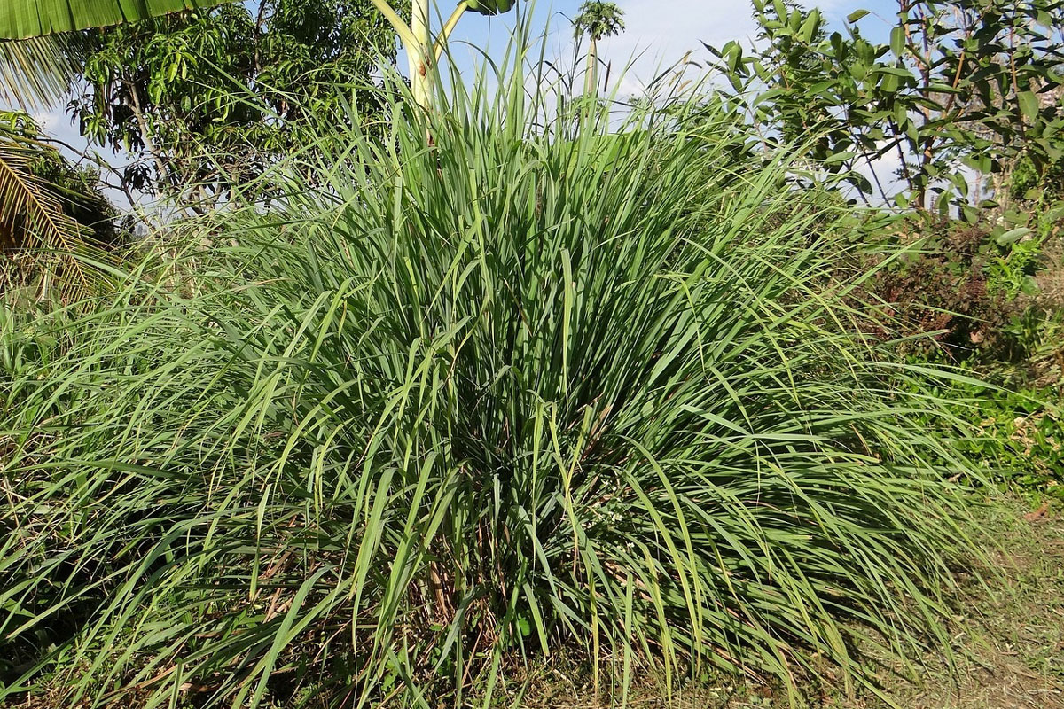 DIY Natural Citronella Candles | Herbal Academy | Learn how to make citronella candles from beeswax, essential oils, and dried herbs to repel mosquitoes, flies, and other insects.