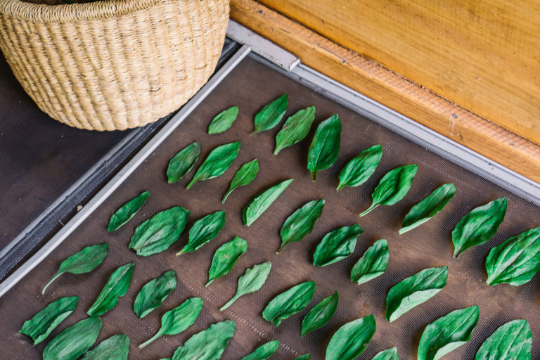 Plantain Leaf Benefits and Recipes Herbal Academy