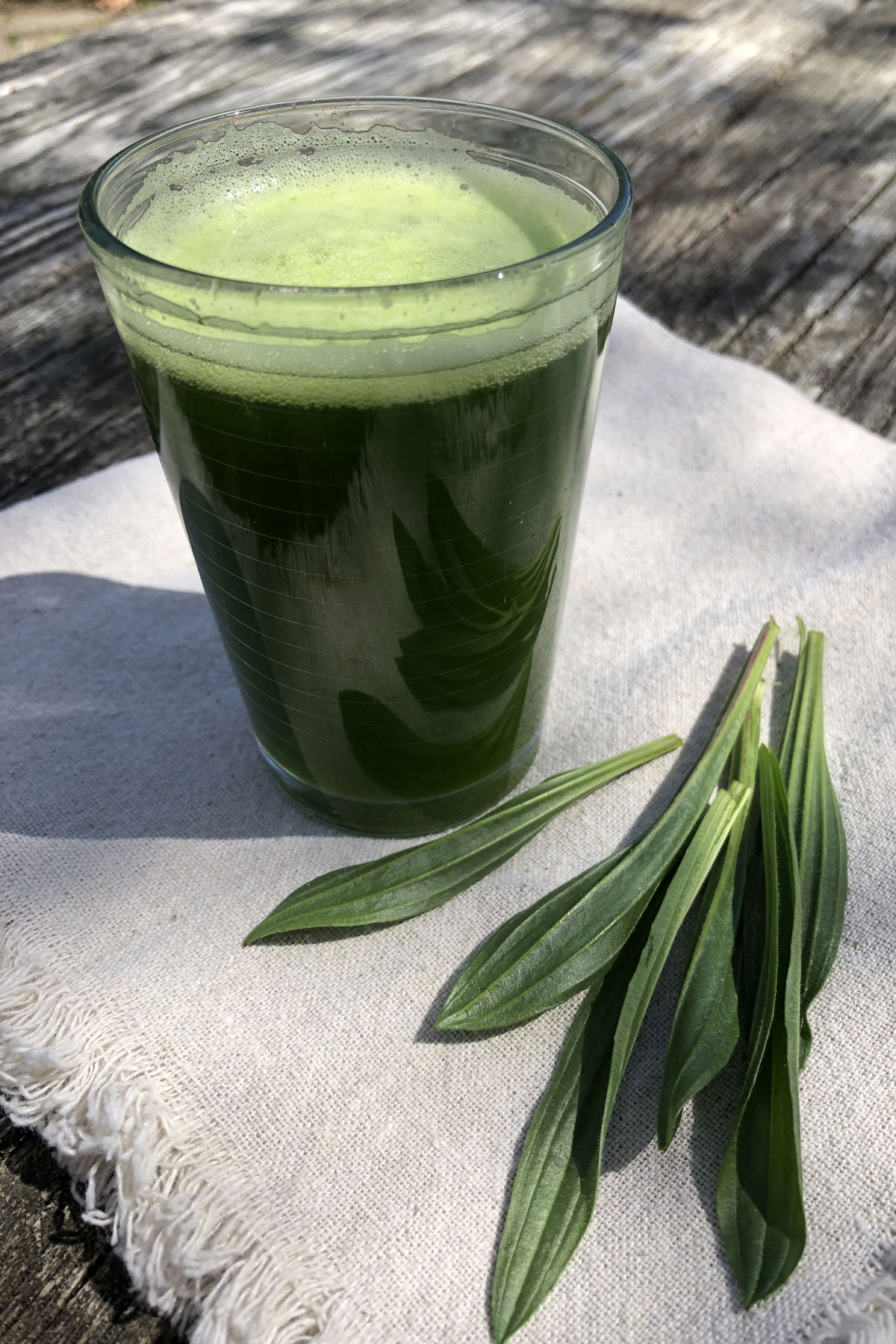 Plantain Leaf Benefits and Recipes | Herbal Academy | Learn the many benefits of plantain leaf (Plantago spp.) and how to use it in two simple recipes, a juice and a face mask.