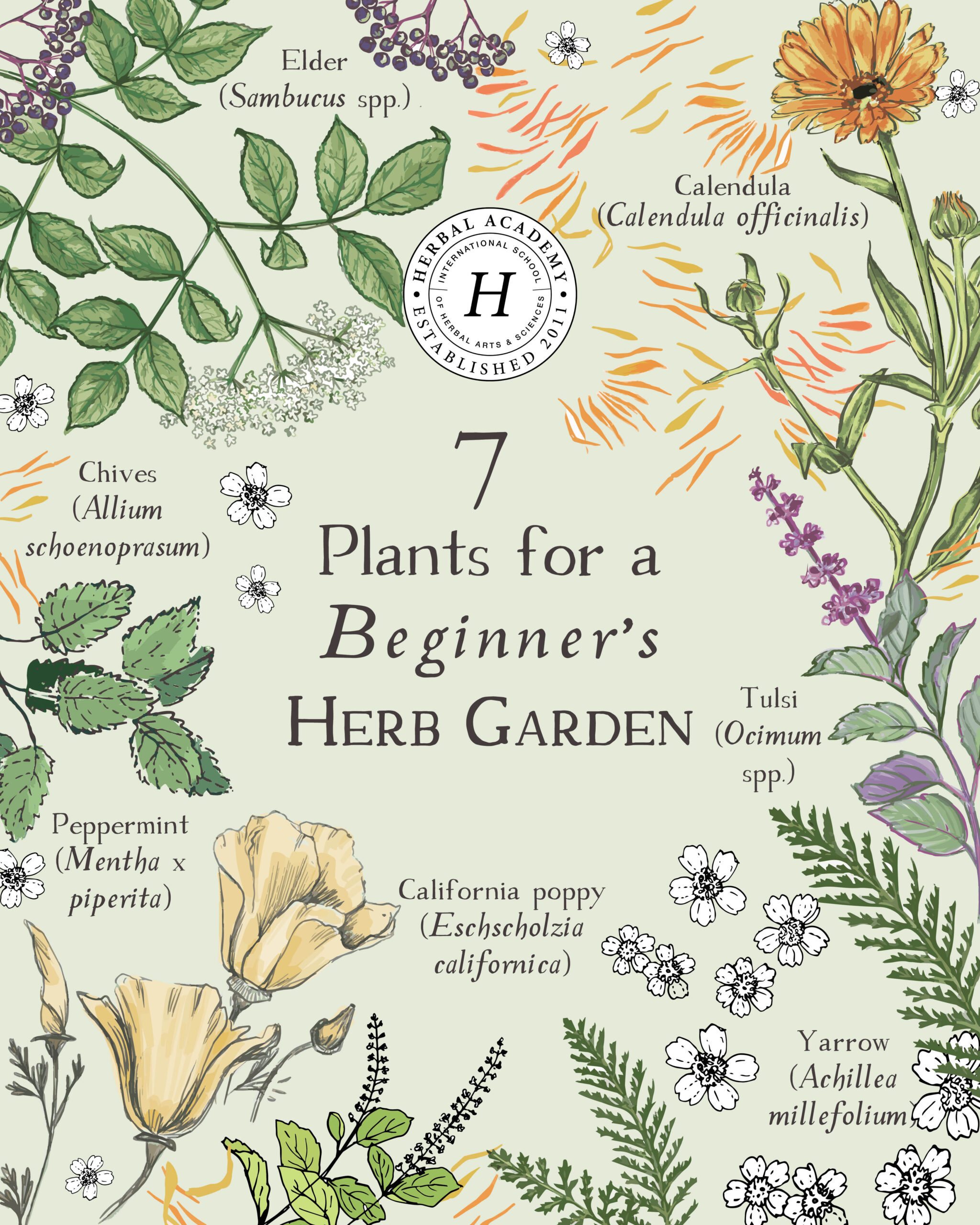 In this article, we share seven easy-to-grow and useful herbs for a beginner’s herb garden, along with tips for using and growing each one. 
