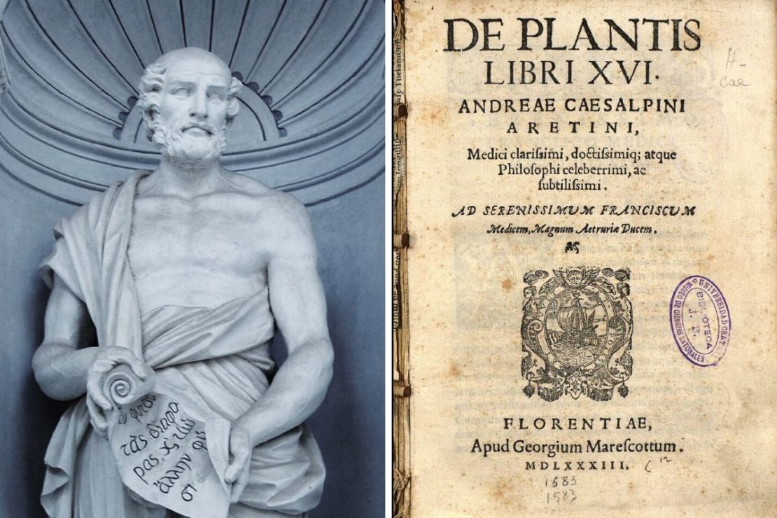 Botany Beginnings: Who was Theophrastus? | Herbal Academy | Theophrastus is known as the “father of botany” because his descriptive writings helped create a new frontier in scientific botanical terminology.