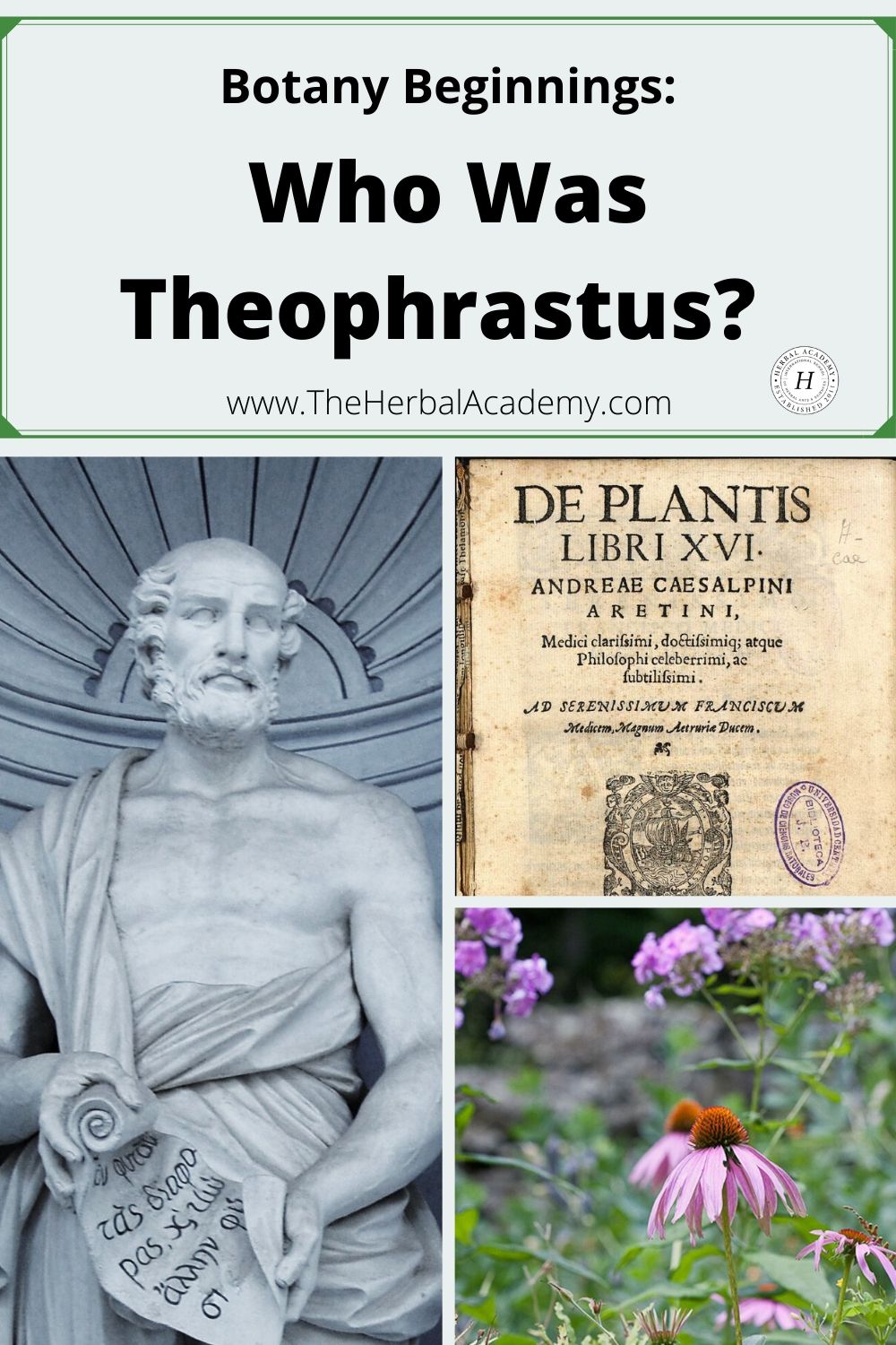 Botany Beginnings: Who was Theophrastus? | Herbal Academy | Theophrastus is known as the “father of botany” because his descriptive writings helped create a new frontier in scientific botanical terminology.