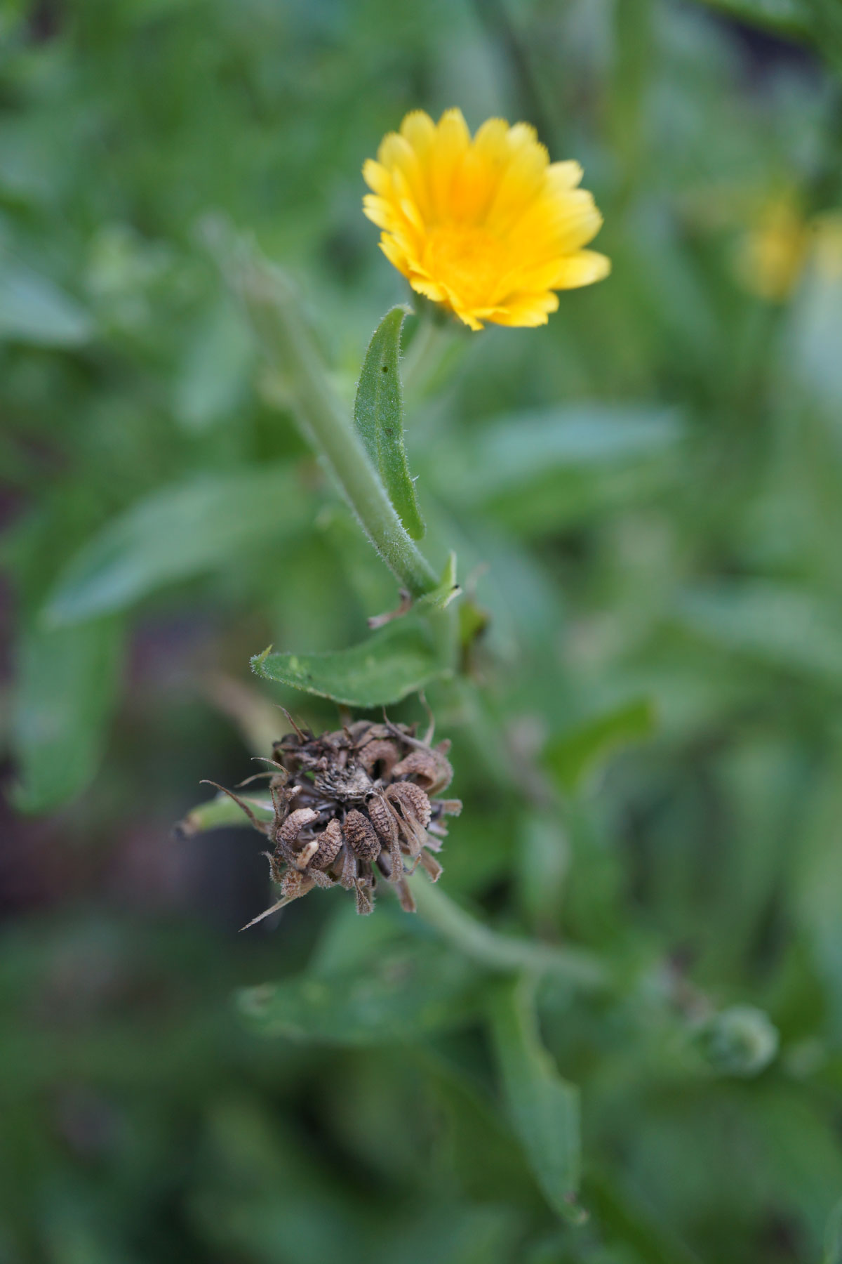 7 Best Plants for a Beginner's Herb Garden | Herbal Academy | In this article, we share seven easy-to-grow and useful herbs for a beginner’s herb garden, along with tips for using and growing each one. 