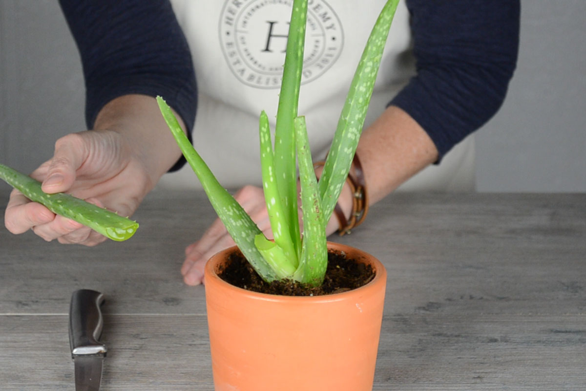 Soothe Sunburn with Homemade Aloe Vera Cubes - The Homespun Hydrangea