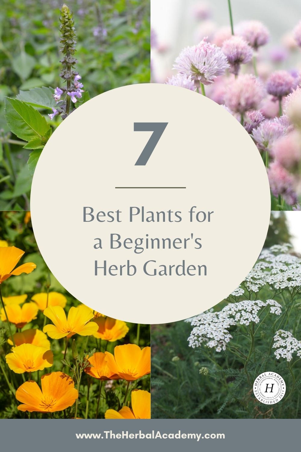 7 Best Plants for a Beginner's Herb Garden | Herbal Academy | In this article, we share seven easy-to-grow and useful herbs for a beginner’s herb garden, along with tips for using and growing each one. 