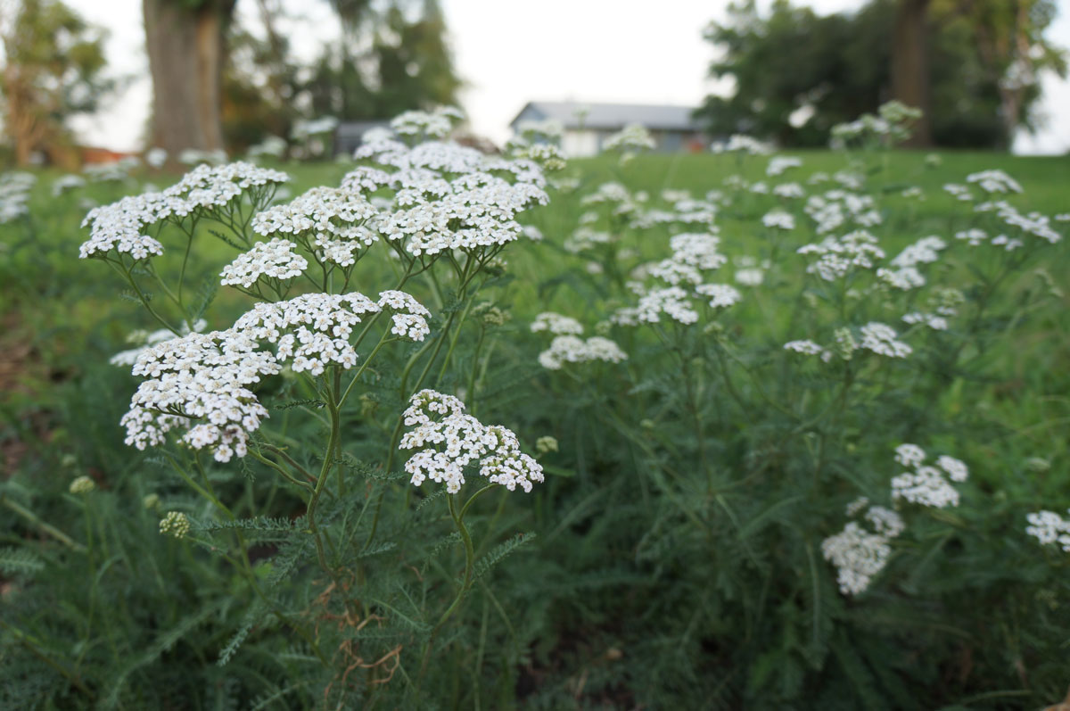 7 Best Plants for a Beginner's Herb Garden | Herbal Academy | In this article, we share seven easy-to-grow and useful herbs for a beginner’s herb garden, along with tips for using and growing each one. 