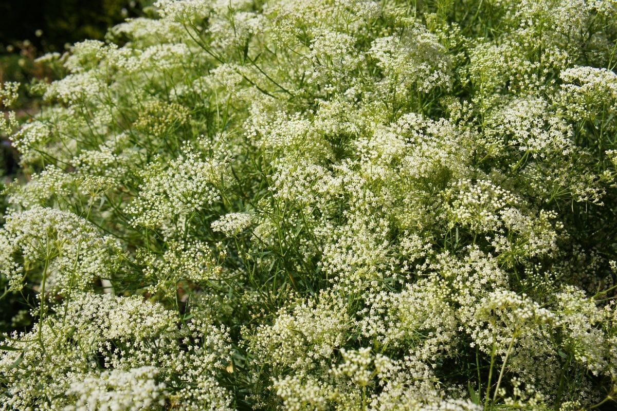 Pimpinella Anisum flowers - anise.