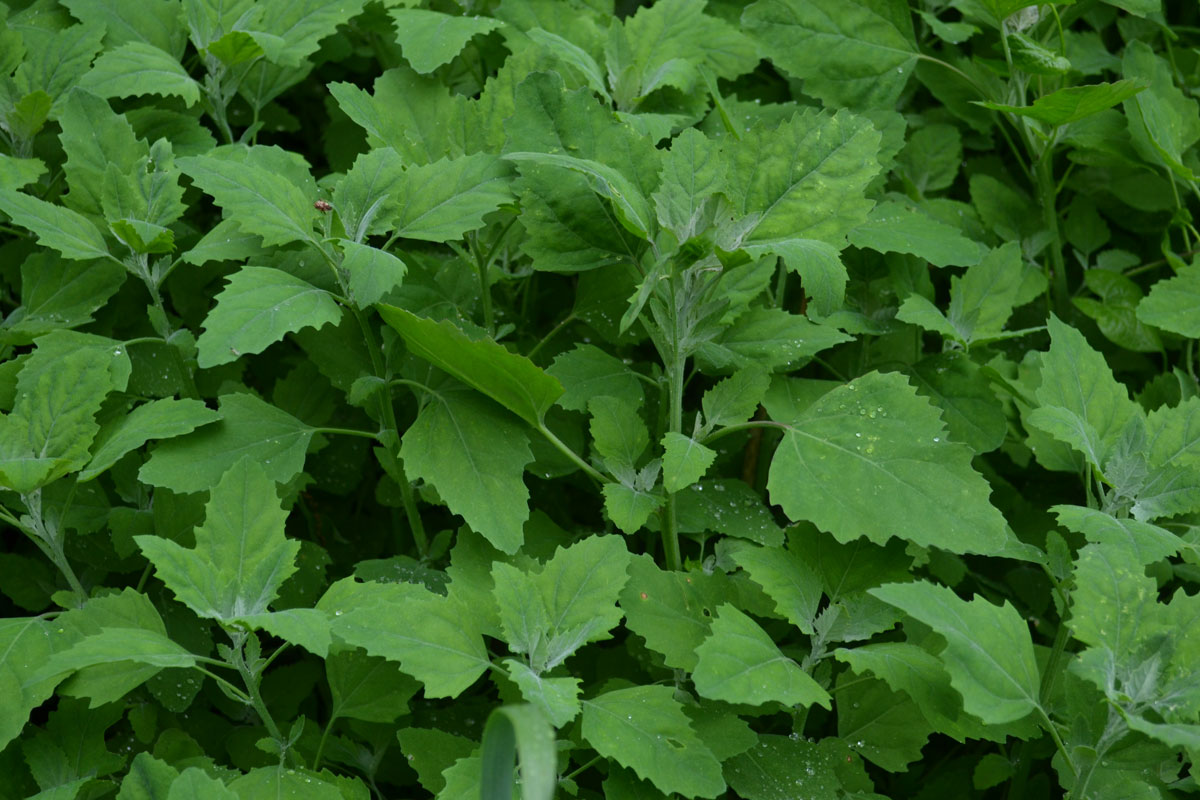 A Foraged Feast: Nutritional Value of Edible Wild Food | Herbal Academy | Learn about the nutritional density of edible wild food varieties, like dandelion, compared to their cultivated counterparts.