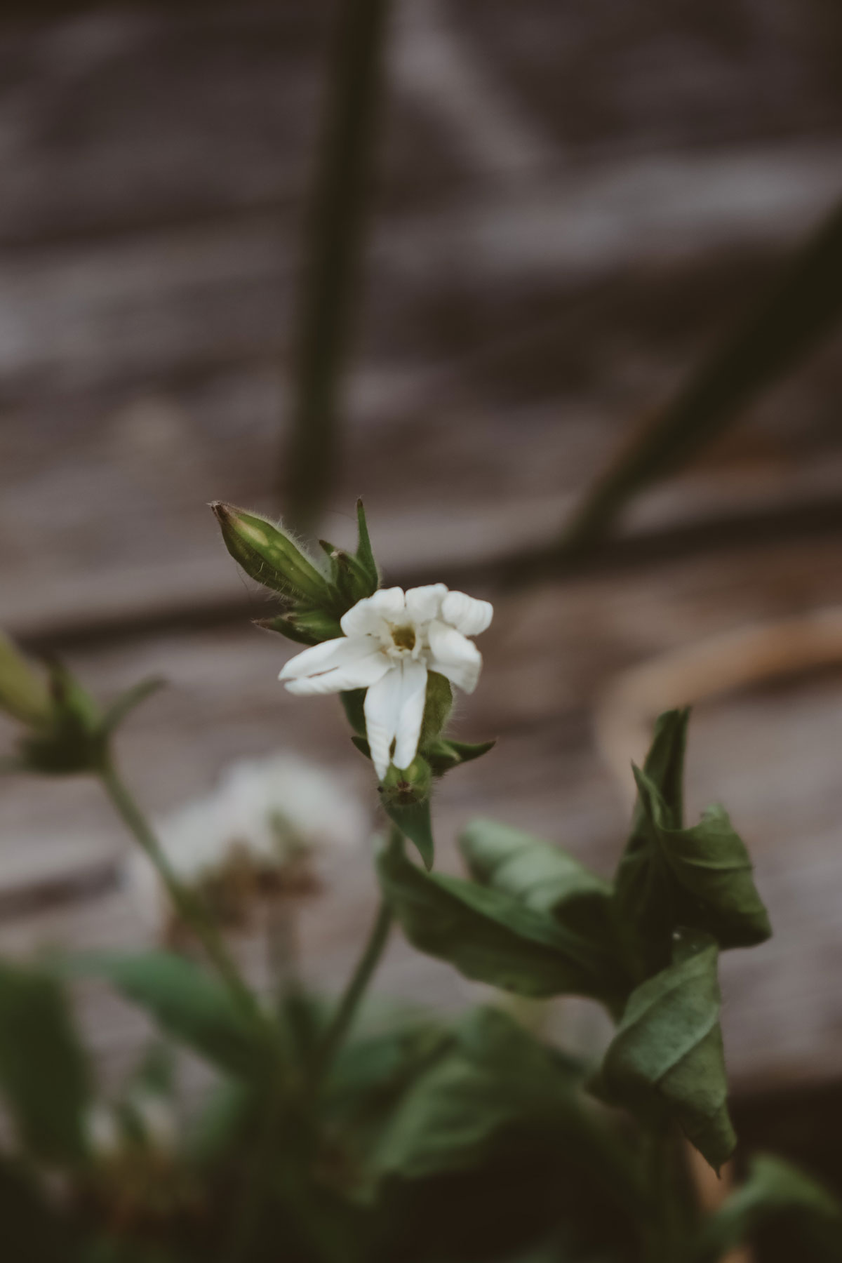 HA Student Feature: Ashley York (@whimsyandwhile) | Herbal Academy | In the second installment of our Student Feature Series, we chatted with Ashley York (@whimsyandwhile) about her herbalism journey. 