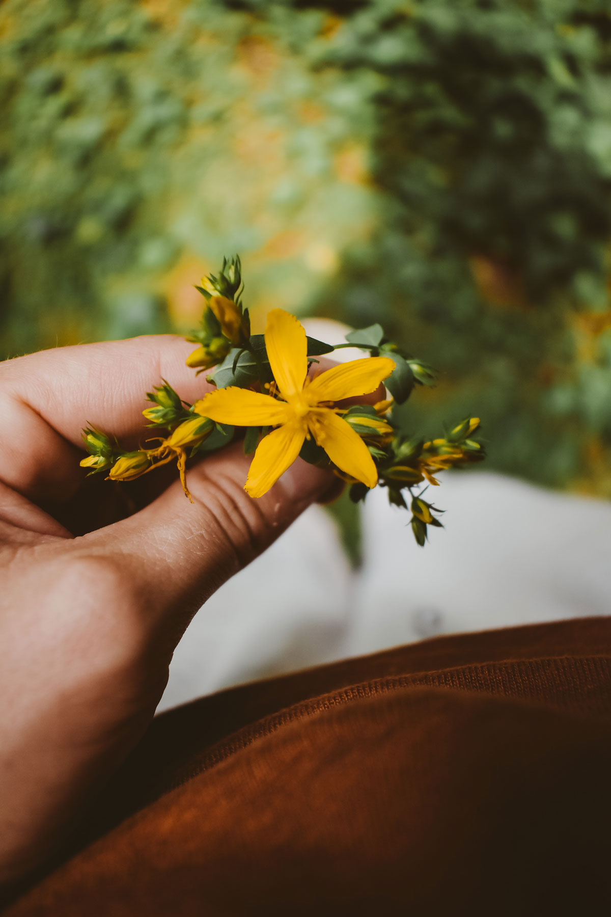 HA Student Feature: Ashley York (@whimsyandwhile) | Herbal Academy | In the second installment of our Student Feature Series, we chatted with Ashley York (@whimsyandwhile) about her herbalism journey. 